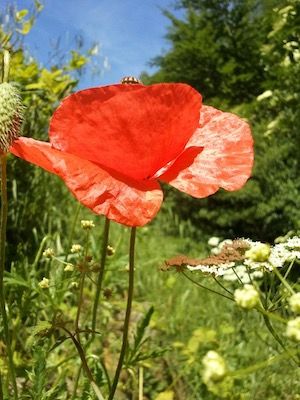 Coquelicot