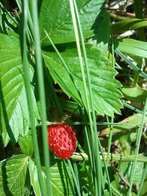 Fraise des bois